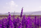 Lavendel eterisk olje 10 ml - Økologisk thumbnail