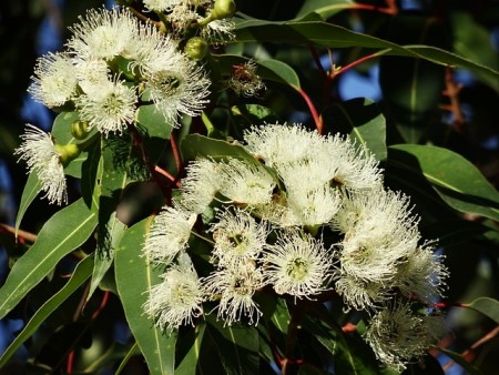 Eukalyptus eterisk olje 10 ml - Økologisk